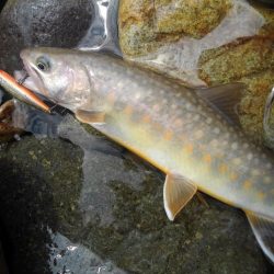 土砂降りの雨に逃げ帰る ～九頭竜川水系～